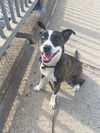 adoptable Dog in  named FANTA