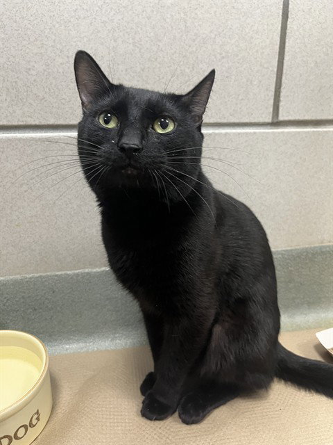 RYU, an adoptable Domestic Short Hair in Boston, MA