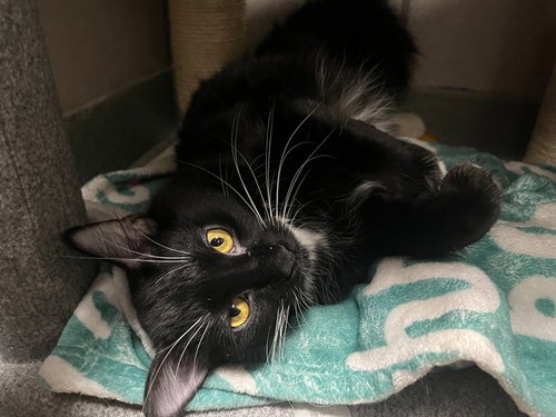 IVY, an adoptable Domestic Long Hair in Boston, MA