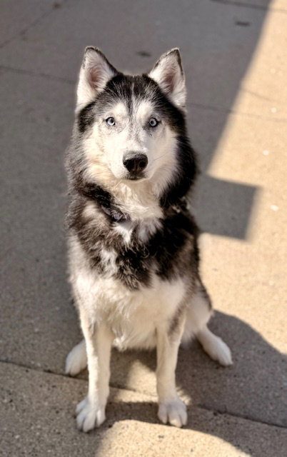 OREO, an adoptable Siberian Husky in Boston, MA