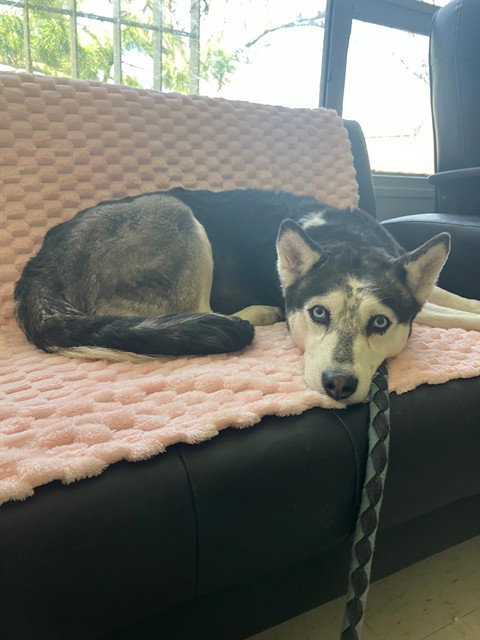picture of the dog needing adoption