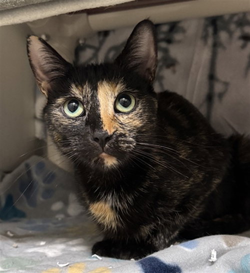 MERRY, an adoptable Domestic Short Hair in Boston, MA