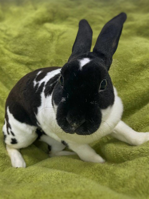 BASIL