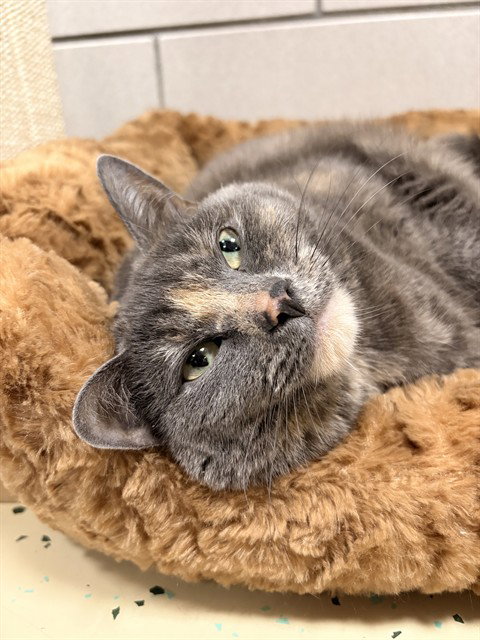 PRECIOUS, Adult Domestic Short Hair (medium coat), cat for adoption in Lynn, Massachusetts