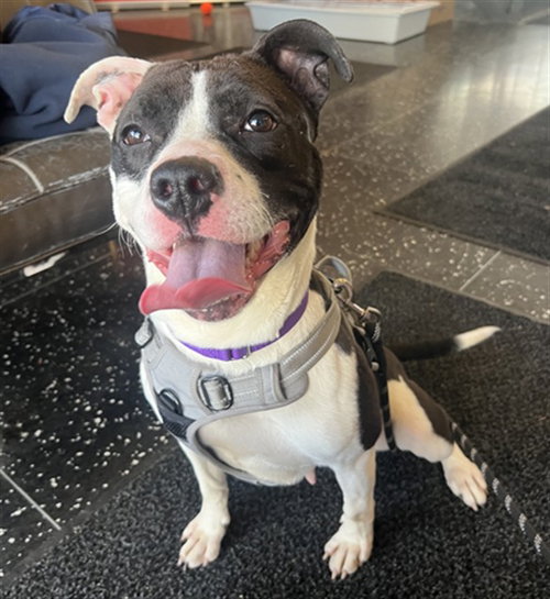 picture of the dog needing adoption