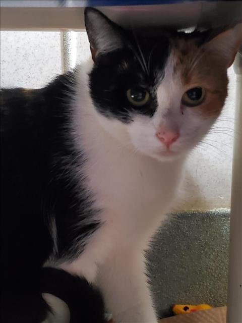 picture of the cat needing adoption