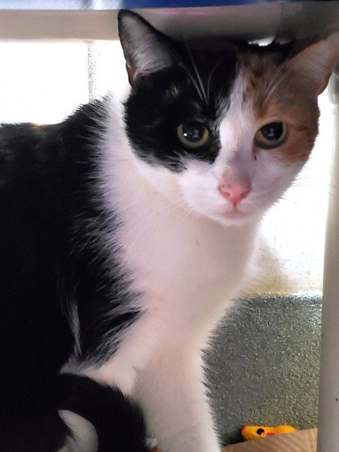EDITH, Adult Domestic Short Hair (medium coat), cat for adoption in Lynn, Massachusetts