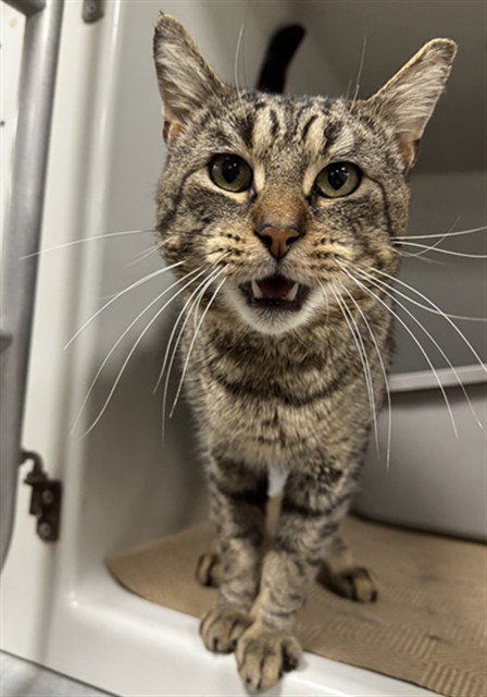 OLIVER, Adult Domestic Short Hair (medium coat), cat for adoption in Lynn, Massachusetts