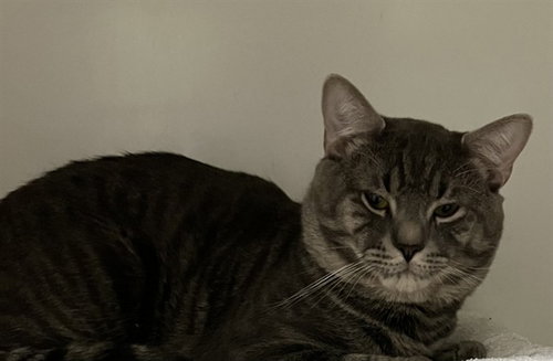 picture of the cat needing adoption