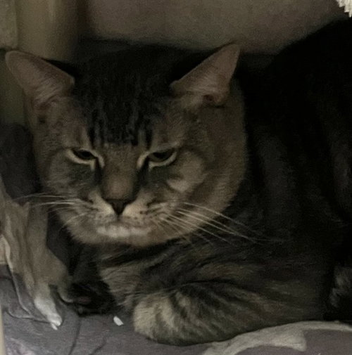 picture of the cat needing adoption