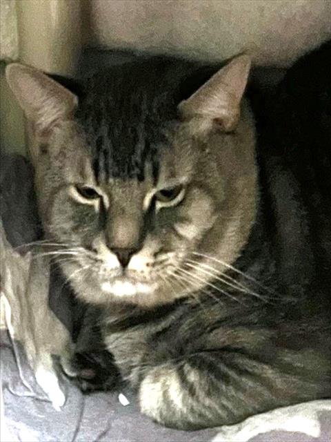 FENDER, Adult Domestic Short Hair (medium coat), cat for adoption in Lynn, Massachusetts