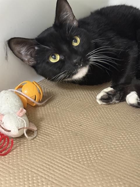 picture of the cat needing adoption