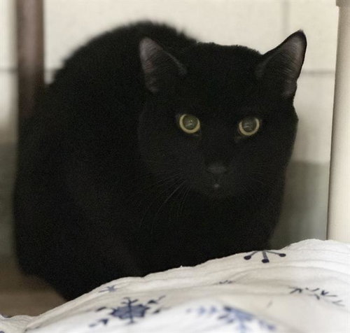 picture of the cat needing adoption