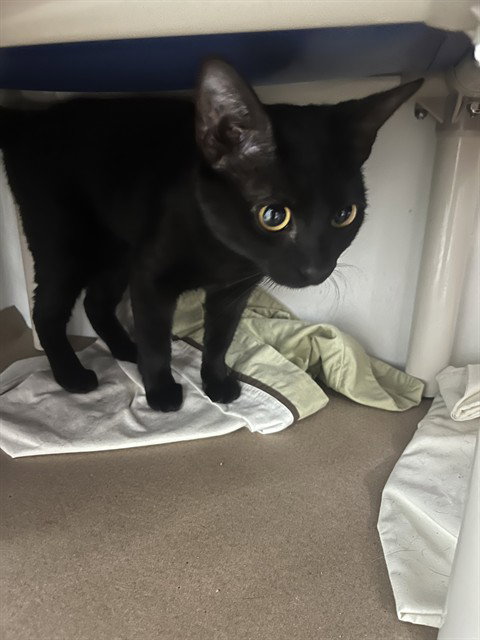 GRAVY - Domestic Short Hair available for adoption