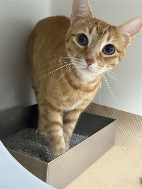 JELLYBEAN - Domestic Short Hair available for adoption