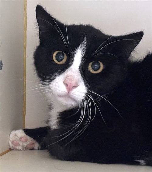 TUXIE, Adult Domestic Short Hair (medium coat), cat for adoption in Lynn, Massachusetts