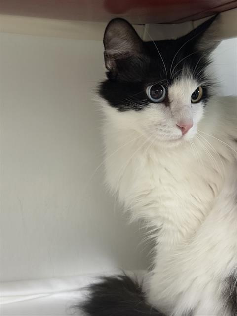 SNOOPY - Domestic Long Hair available for adoption