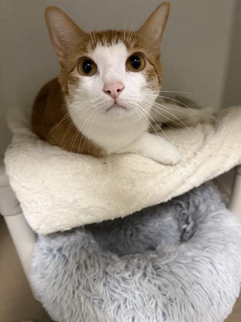picture of the cat needing adoption