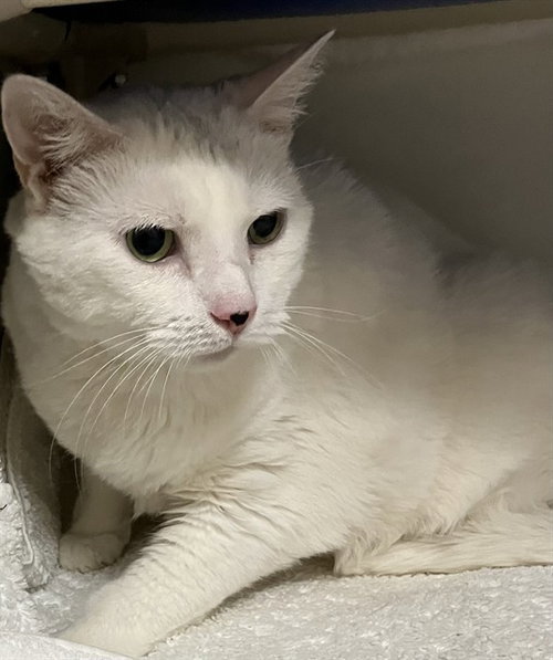 picture of the cat needing adoption