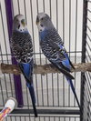 COMET - Photo 1