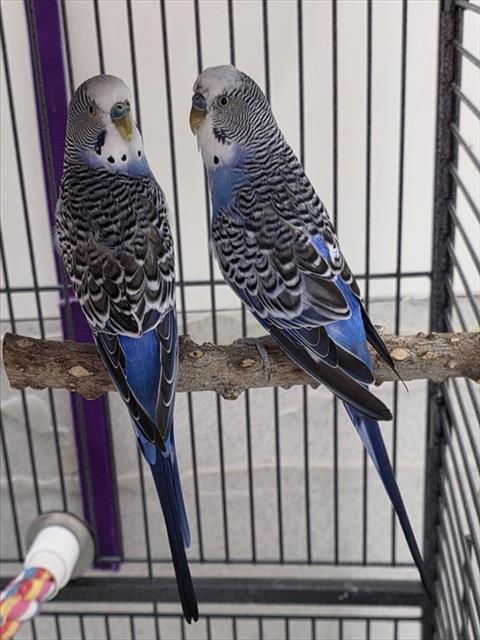 COMET - Budgie/Budgerigar available for adoption