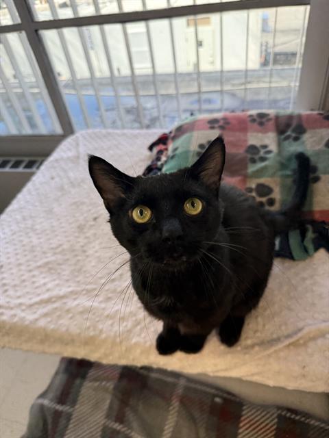 picture of the cat needing adoption