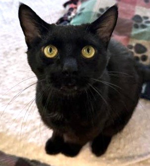 LEVI, Adult Domestic Short Hair (medium coat), cat for adoption in Lynn, Massachusetts