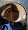 HURLEY - Photo 1
