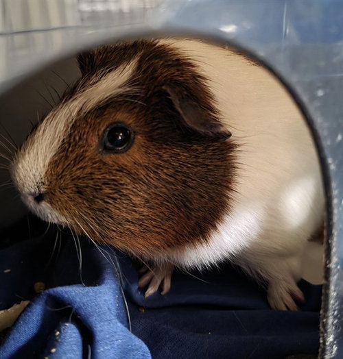 HURLEY - Guinea Pig available for adoption