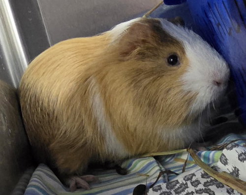 GOLDEN - Guinea Pig available for adoption
