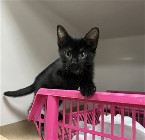 VIOLA - Domestic Short Hair available for adoption