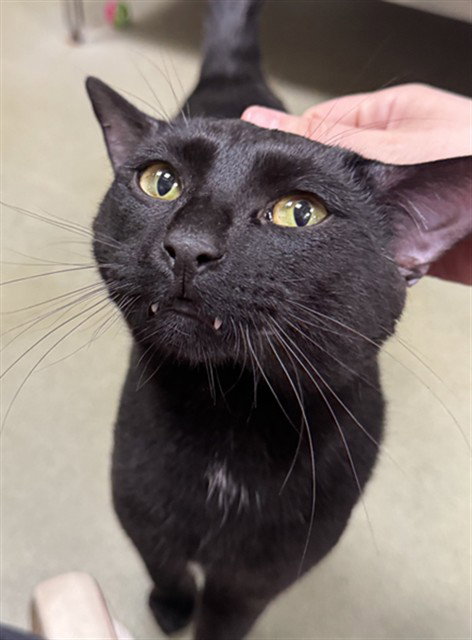 DUSTY - Domestic Short Hair available for adoption