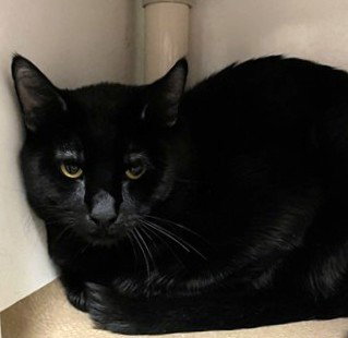 GRASSHOPPER, Adult Domestic Long Hair (medium coat), cat for adoption in Lynn, Massachusetts