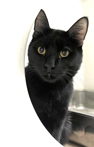 GRASSHOPPER, an adoptable Domestic Long Hair in Boston, MA