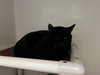 INCHWORM - Photo 1