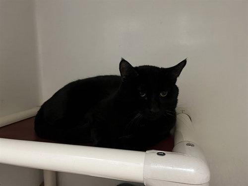 INCHWORM - Domestic Short Hair available for adoption