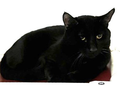 INCHWORM, Adult Domestic Short Hair (medium coat), cat for adoption in Lynn, Massachusetts