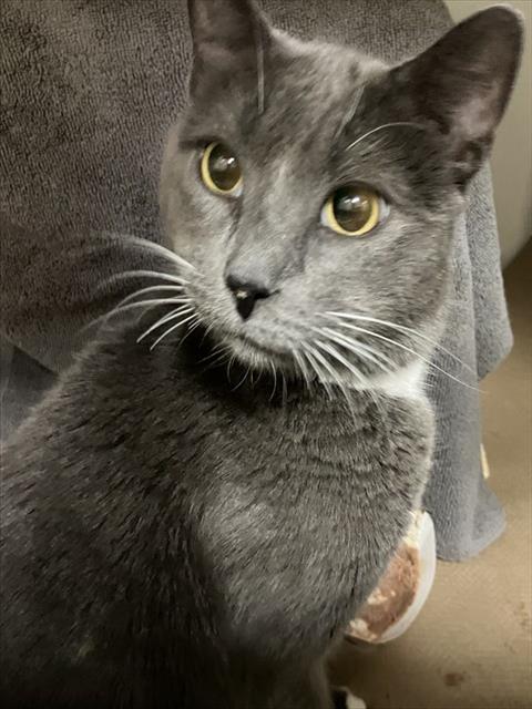 GIDEON, Adult Domestic Short Hair (medium coat), cat for adoption in Lynn, Massachusetts
