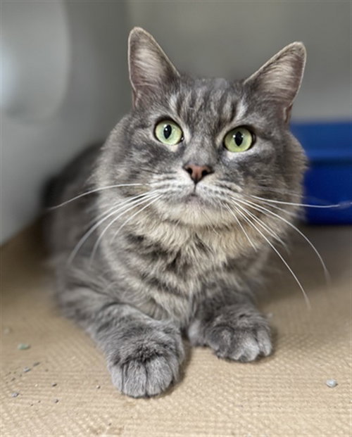 OLIVE, Adult Domestic Long Hair (medium coat), cat for adoption in Lynn, Massachusetts