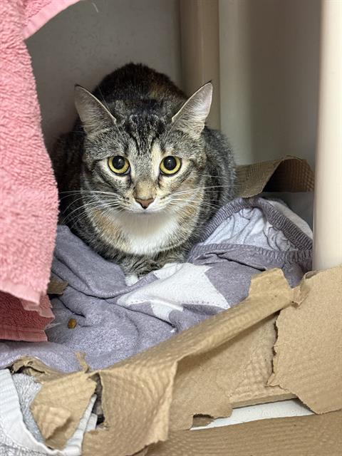 LASAGNA, Young Domestic Short Hair (medium coat), cat for adoption in Beverly, Massachusetts