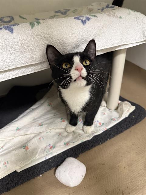 TERMS, Young Domestic Short Hair (medium coat), cat for adoption in Beverly, Massachusetts