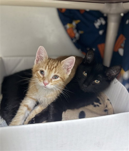 RICOTTA, Baby Domestic Short Hair (medium coat), cat for adoption in Beverly, Massachusetts