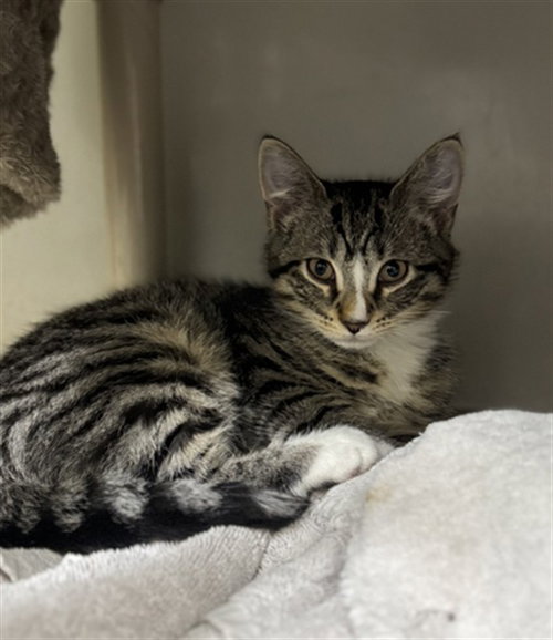 NOODLE, Baby Domestic Short Hair (medium coat), cat for adoption in Beverly, Massachusetts