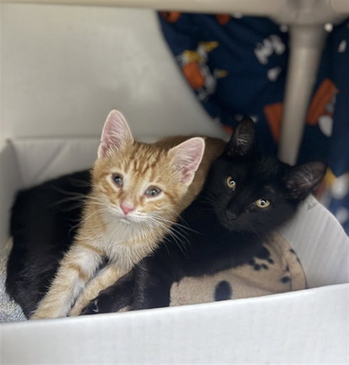GROUND BEEF, Baby Domestic Short Hair (medium coat), cat for adoption in Beverly, Massachusetts