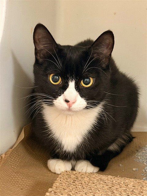 CONTRACT, an adoptable Domestic Short Hair in Boston, MA