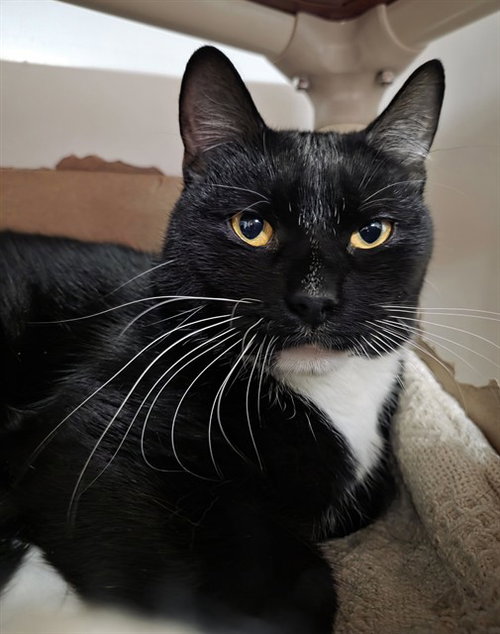 MALIBU, an adoptable Domestic Short Hair in Boston, MA