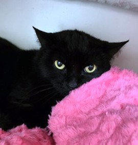 SABRINA, an adoptable Domestic Short Hair in Boston, MA