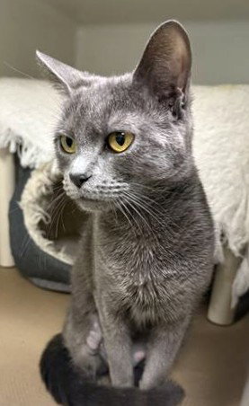 LILA, an adoptable Domestic Short Hair in Boston, MA
