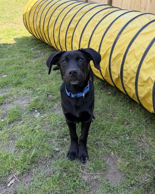 JAMES, an adoptable Labrador Retriever in Boston, MA