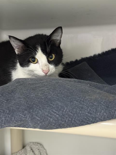 PEPPY, an adoptable Domestic Short Hair in Boston, MA